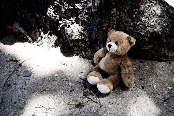 Black and white of alone Toy Teddy bear doll sitting on sand beach with tree base. lonely, sad, broken heart or international missing children's day concept.