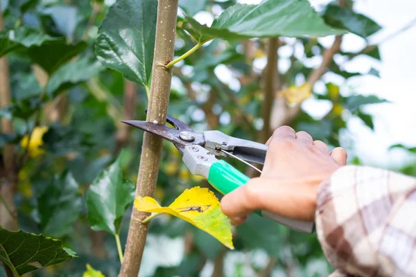 Petani Memotong Cabang Mulberry Dengan Gunting Pemangkas Pakar Pertanian Bereksperimen — Stok Foto