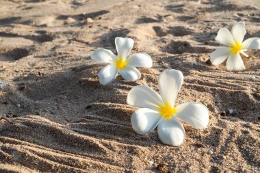 Plumeria ya da Frangipani çiçekleri. Akşamları sahildeki kumsalda koyu gölgeli. Lüks otel banyosunda masaj aromalı spa seti için. Yaz tatili tropikal konsept.