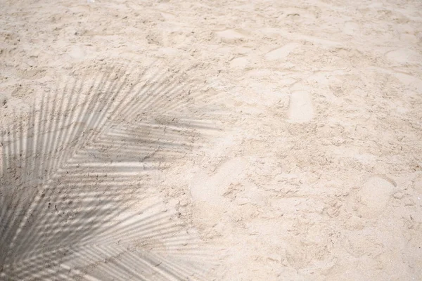 Тінь Пальмового Листя Піщаному Пляжі Узбережжі Силует Кокос Структурі Темний — стокове фото