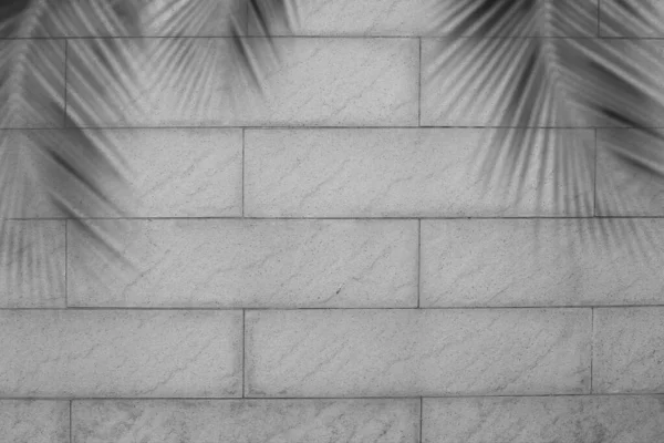 Liście Palmy Cienia Cegle Czarno Białe Zamazane Sylwetka Kokos Strukturze — Zdjęcie stockowe