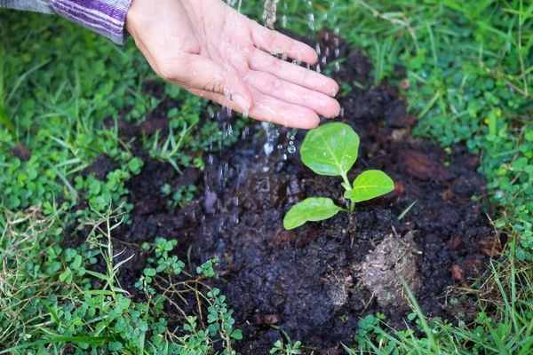 Tangan Petani Pertanian Dengan Tanaman Terong Pohon Kecil Tumbuh Tanah — Stok Foto