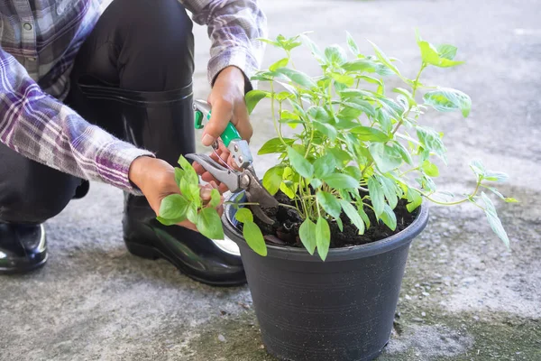 Siyah plastik saksıda ağaçtan fesleğen makası kesen çiftçi. Organik sebze yetiştirme deneyi. Kimyasal kullanmıyorum. Tayland 'da bitki. iyi sağlık için modern tarım.
