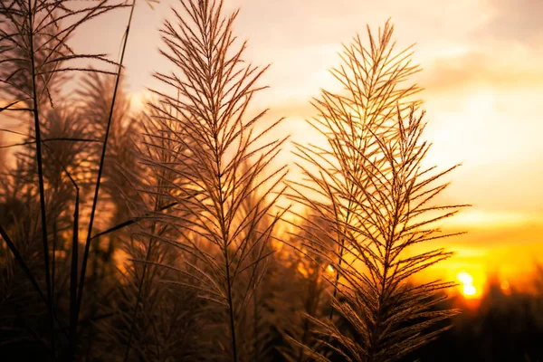 Feather Pennisetum with sun set. mission grass flowers meadow on sunrise background. free space outdoor nature landscape daytime. autumn or winter season, new beginning concept.