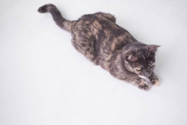 Calico kedisi ya da arka planda kaplumbağa kabuğu kedisi. Ev hayvanı kavramında sevimli bir hayvan. Boş alanı olan düz bir yer.