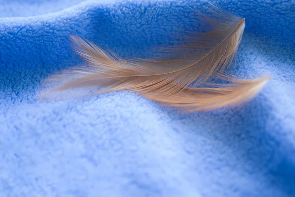 Soft Focus Brown Feather Fluffy Nature Blue Towel Background Flat — Stock Photo, Image