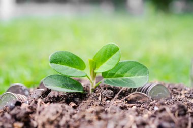 Toprakta yeşil bakırlı Tayland parası olan küçük ağaç..