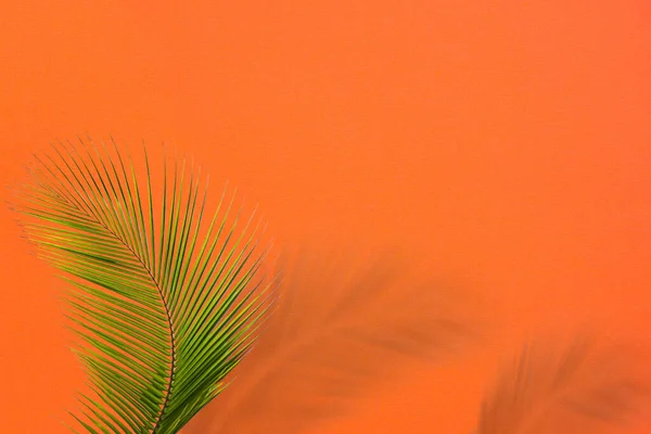 Blätter Palmkokosnuss Mit Schatten Auf Orangefarbenem Hintergrund Tropische Kulisse Für — Stockfoto