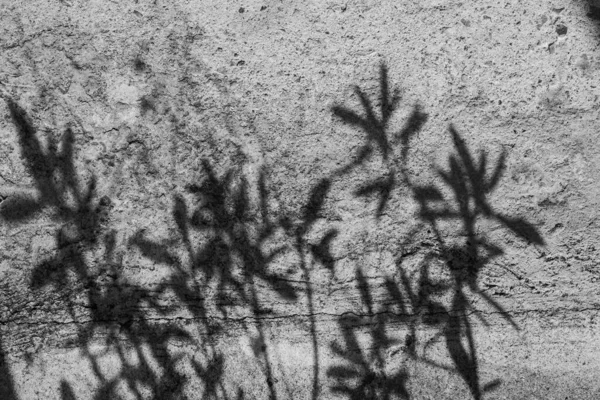 Shadow Leaves Silhouette Pain Old Surface Rough Gray Cement Background — Stock Photo, Image