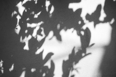 Beton zeminde gölge yaprakları. Yaz tropik sezonu için tasarım arkaplanı. Metin ya da ürün sunumu için boş alan. Eski yüzey kaba inşaat malzemesi siyah ve beyaz.