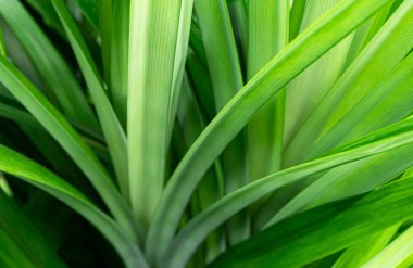 Pandan Leaves Plant Background Pattern Texture Green Leaf Garden Herb Food Summer Tropical nauture, Fresh Growth Natural Oraganic Foliage Ingredient Flora Smell Raw Materials Cook Asia Thailand.