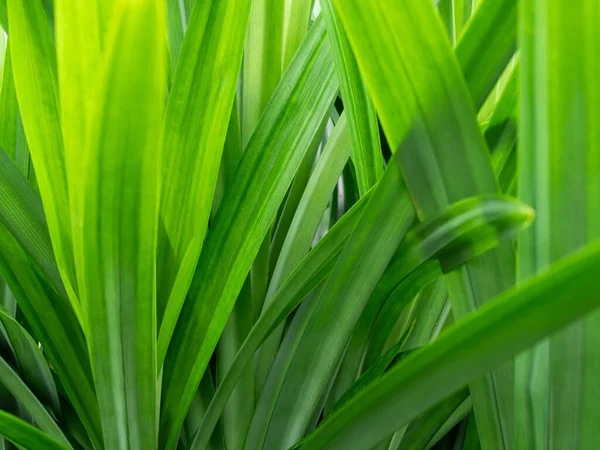 Pandan Leaves Plant Background Pattern Texture Green Leaf Garden Herb Food Summer Tropical nauture, Fresh Growth Natural Oraganic Foliage Ingredient Flora Smell Raw Materials Cook Asia Thailand.