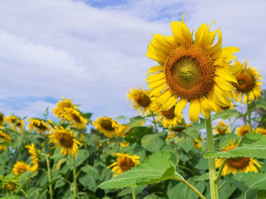 Ayçiçeği Sarı Yaz Baharı Güzel Parlak Çiçek Çemberi Doku Yuvarlak Turuncu Yaprak Yaprak Yaprak Yaprağı Yaprak Büyüme Bitkisi Doğal Tarım Üretimi Stamens.