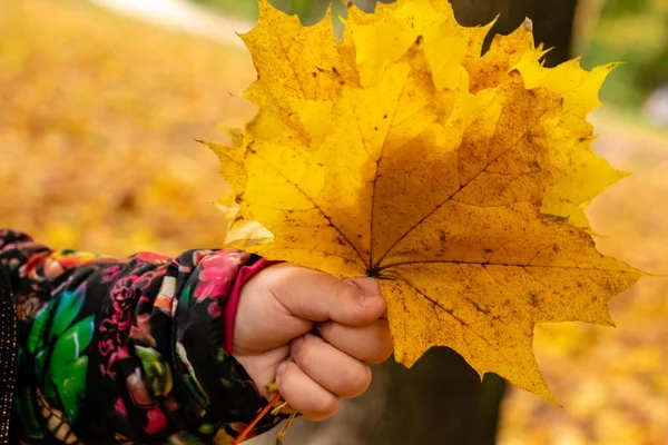 Bir avuç akçaağaç yaprağını tutan bir çocuğun eli