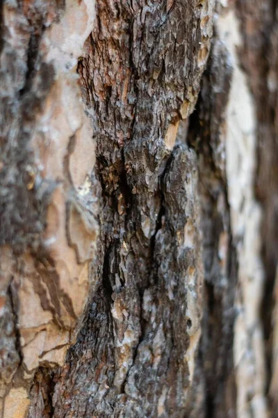 Ağaç kabuğu.