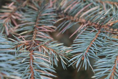 Arka plan için ladin dalları, çam dallarına benziyor.