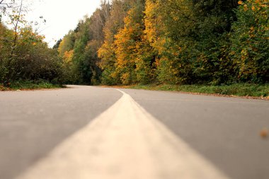 Sonbahar ormanında yol, asfalttan manzara