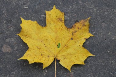 Asfaltta sarı sonbahar akçaağaç yaprağı