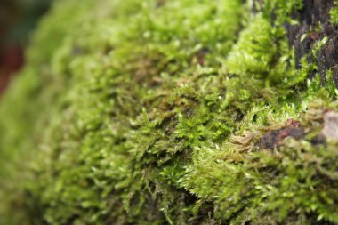 Ağaçta yeşil yosun var.