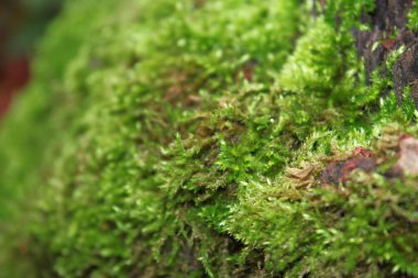Ağaçta yeşil yosun var.