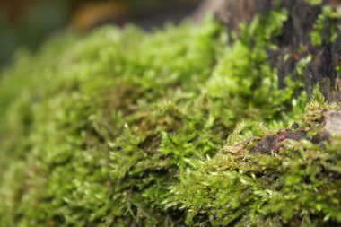 Ağaçta yeşil yosun var.