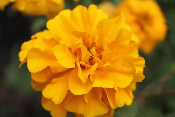 Žluté Květy Zavřít Rozmazaným Pozadím — Stock fotografie