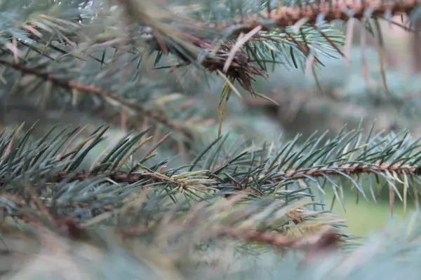 Spruce Branches Background Look Pine Branches Stock Image