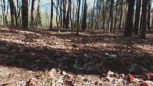Upadłe liście w lesie z drzewami, widok z dołu kamery — Wideo stockowe
