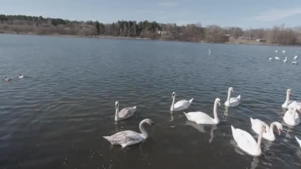 A child feeds a flock of swans from the pier — Stock Video