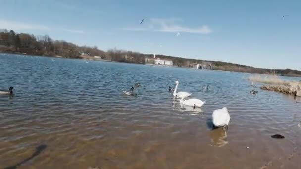 Kuğular Belarus 'taki Minsk Denizi kıyısında yürürler. — Stok video