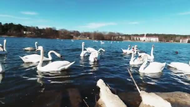 Cisnes nadar e pegar comida perto do lago — Vídeo de Stock