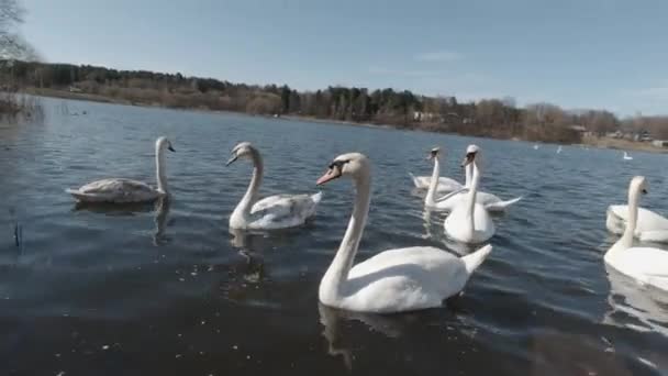 Kuğular kıyıya yakın yüzer ve Minsk Gölü 'nde, Zaslavskoe rezervuarında yemek için savaşır. — Stok video