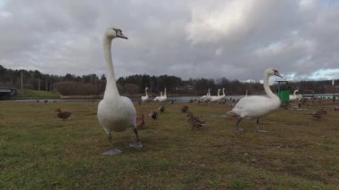 Minsk Denizi kıyısında beyaz kuğu. Yaklaş.