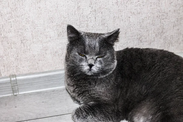 Британський кіт звузив очі й лежав на підлозі. — стокове фото