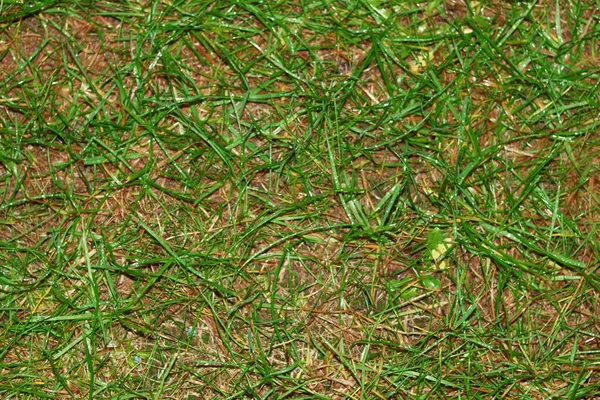 Fond d'herbe verte sur le sol — Photo