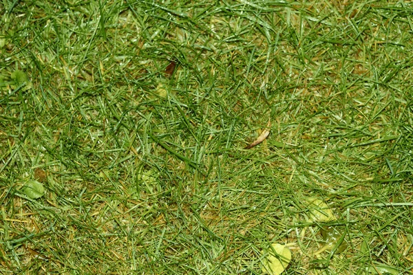Fond d'herbe verte dense sur le sol — Photo