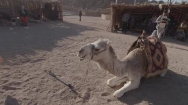 Mısır, Sharm El Sheikh - 02-10-2020: Deve bir bedevi köyünde yatıyor ve çiğniyor