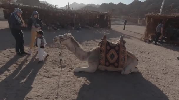 Egipto, Sharm El Sheikh - 02-10-2020: Camello miente y mastica en un pueblo beduino — Vídeo de stock