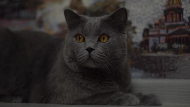 Eine schöne britische Katze liegt in der Nähe der Mauer und schaut sich um — Stockvideo