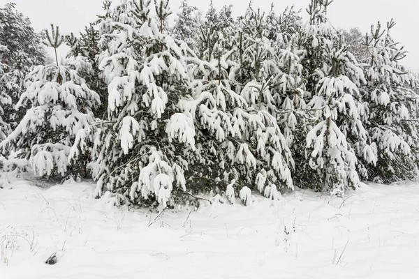 Dennen en sparren bedekt met sneeuw, wintersprookjes, veel sneeuw en bewolkte lucht, winterbos — Stockfoto