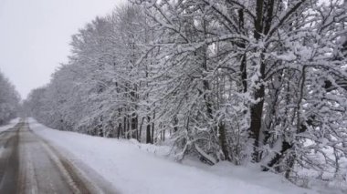 Karlı bir ormandan geçen kır yolu, çok kar, kardaki ağaçlar, kır yolu, kış masalı