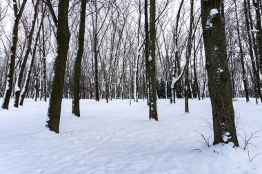 Kış buzlu ormanlar, karlı ağaçlar, kış hikayeleri ve sessizlik.