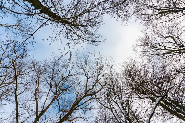 Korony drzew od dołu do góry zimą i błękitnym wiosennym niebem — Zdjęcie stockowe