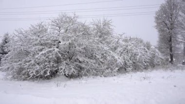 Karlı bir ormandan geçen kır yolu, çok kar, kardaki ağaçlar, kır yolu, kış masalı