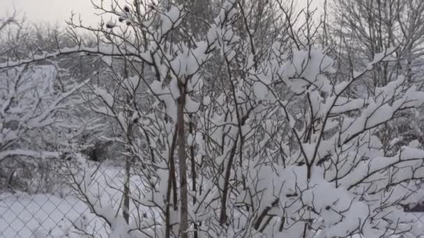 Havas bokrok, téli természet, felhős ég télen — Stock videók