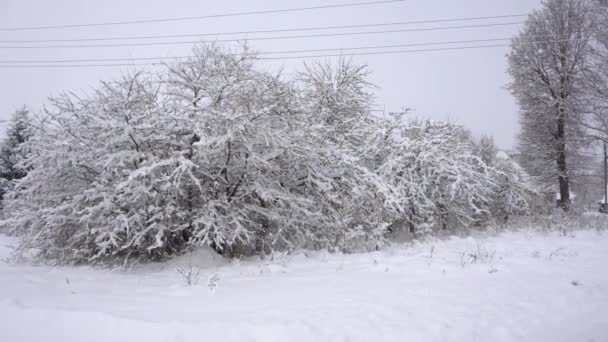 Karlı bir ormandan geçen kır yolu, çok kar, kardaki ağaçlar, kır yolu, kış masalı — Stok video