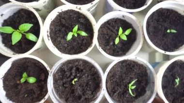 Çocuk odasındaki sıra sıra genç bitkilerin arasından geç, bahçeye ekilmeye hazır genç yeşil bitki fideleri