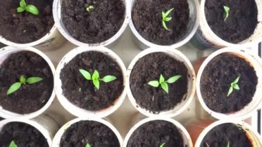 Kreşteki genç domates bitkilerinin arasından geç, kabın içinde kırmızı biber filizlenir, ekim mevsimi için yeşil filizler yetiştirilir, bahar ekimi için hazırlanır, bahçede ekime hazır olur.