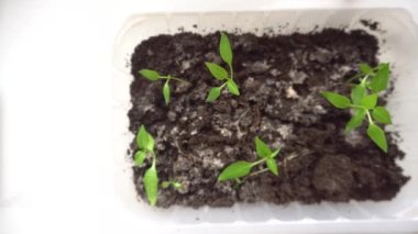 Bir kabın içinde kırmızı biber tohumları, ekme mevsimi için yeşil lahanalar, bahar ekimi için hazırlık, fidanlıkta sıralanmış genç domates bitkileri arasında tepsi, ekime hazır