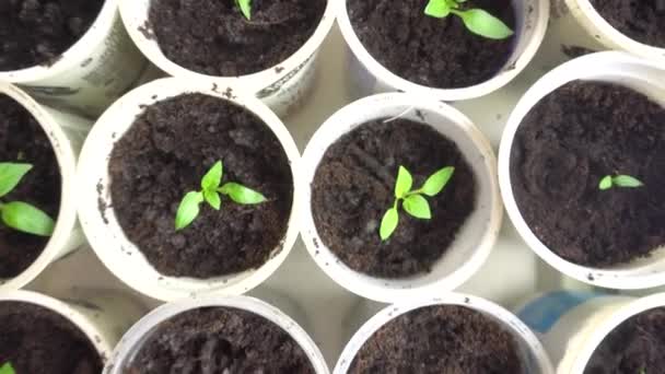 Small plant seedlings growing in plastic pots in greenhouse on the windowsill — Stock Video